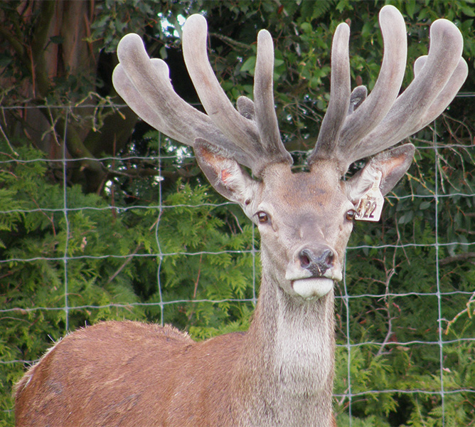 Altrive 22-14 Winner 2017 1st place winner of the 3 Year Red deer velvet section at Annual NZ National Deer Velvet & Antler Competion