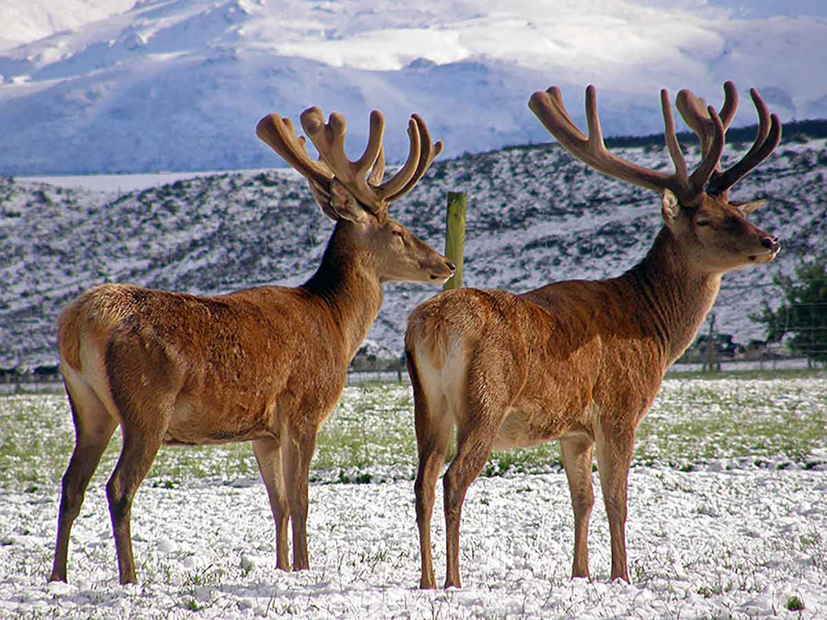 艾萃鹿莊®紐西蘭自然健康美聯儲鹿在冬天