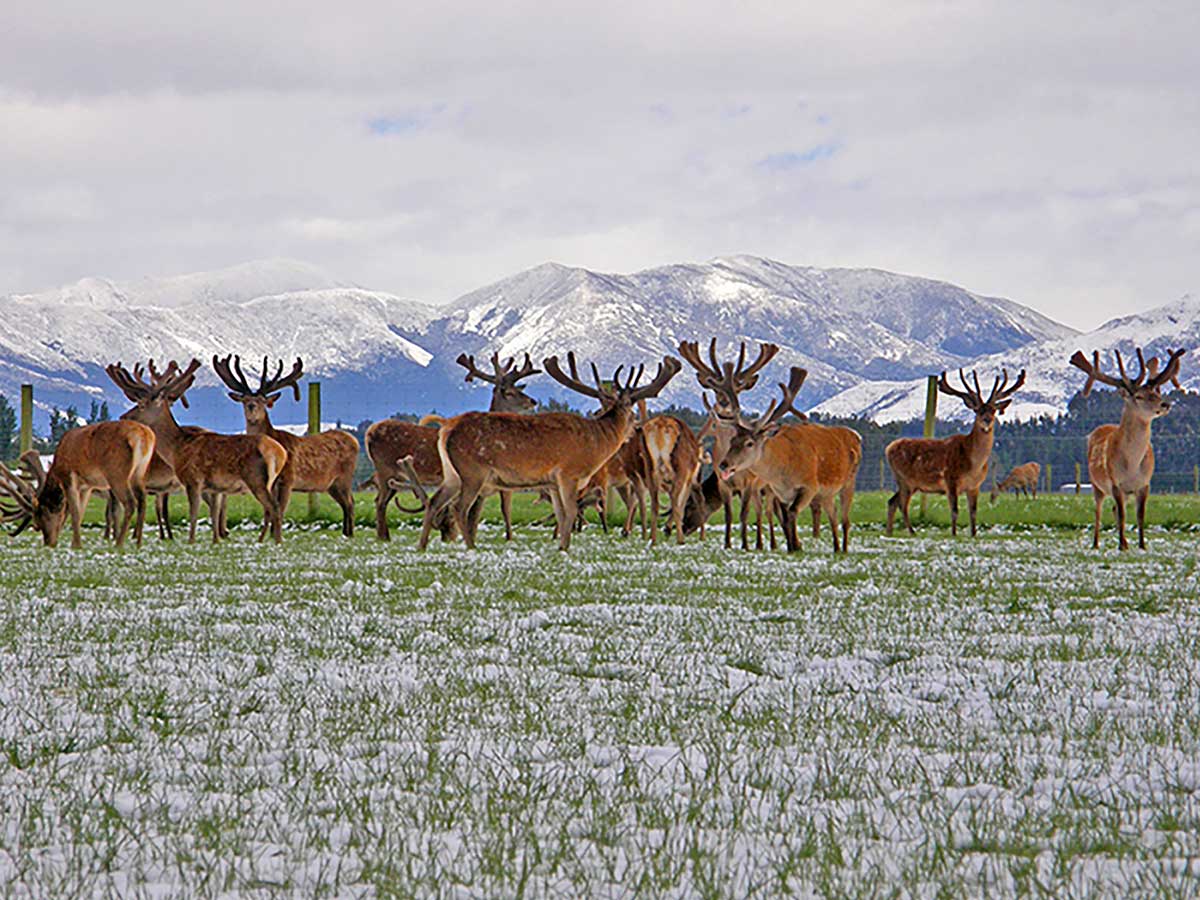 艾萃鹿莊草餵養鹿天鵝絨在冬天