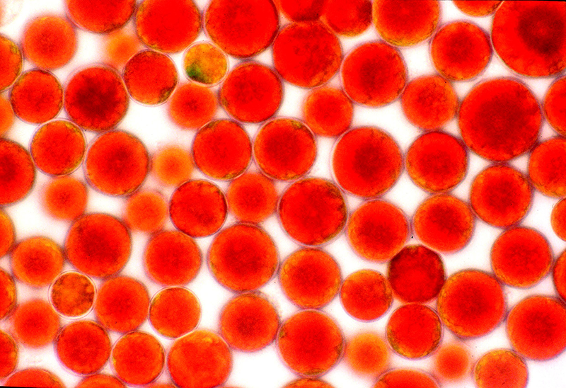 AstaReal ™ - 天然蝦青素在顯微鏡下觀察