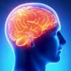 Medical research reveals that our brains start aging in our 30s or 40s. The overall brain size begins to shrink and brain energy metabolism declines. That can cause fatigue, dizziness, blurry vision & weakness, and undermine our higher cognitive functions (e.g. memory, emotions & problem solving).