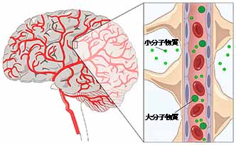 「鹿茸+蝦青素」 的活性營養成分,可以穿透血腦屏障,為大腦提供細胞再生和運作所必需的營養物質!