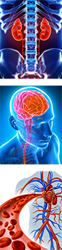 The kidneys house the essential substances & energy necessary to support various body functions. The kidneys control the growth of bone & bone marrow. Bone marrow fills the brain* and boosts blood production. The heart drives blood circulation and affects emotion & cognition.