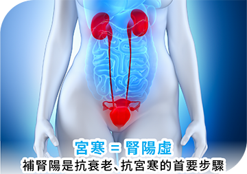 卵巢是分泌女性荷爾蒙的主要器官