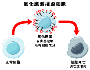 氧化應激摧毀細胞自由基破壞所有細胞成分