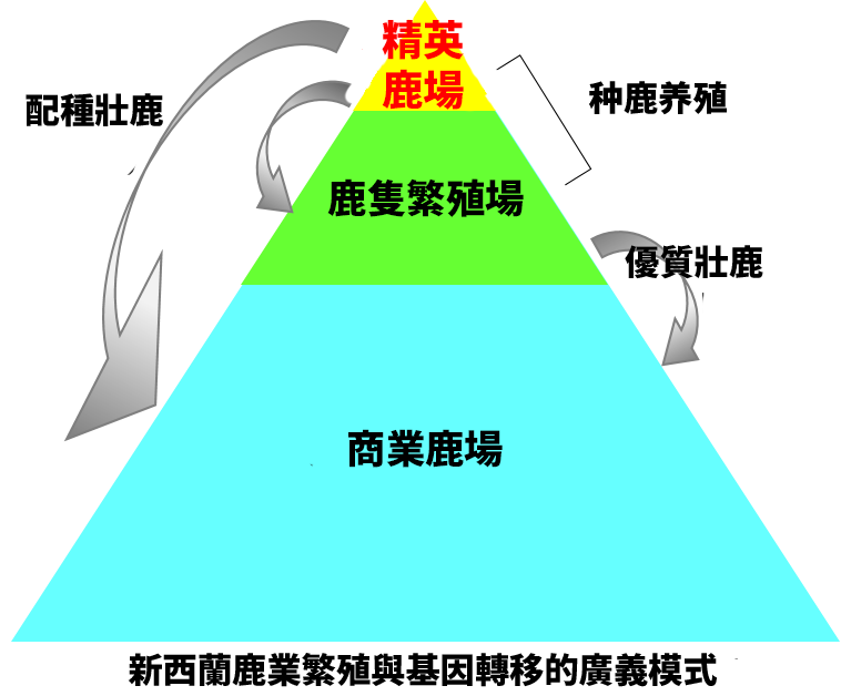 艾萃精英鹿場鹿莊，新西蘭鹿業繁殖與基因轉移的廣義模式