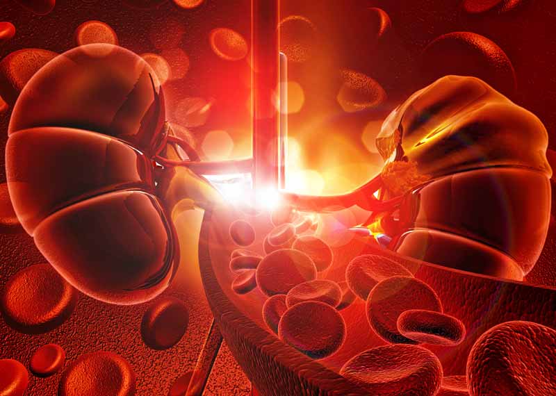 科學證實，腎臟產生「促紅細胞生成素」，來促使骨髓產生紅血球、增强血液的容量、循環和帶氧能力，將氧氣和養分運送至全身。證實了解古醫籍中「腎之精，并注于骨而為髓」， 「骨髓堅固，氣血隨從」的說法。