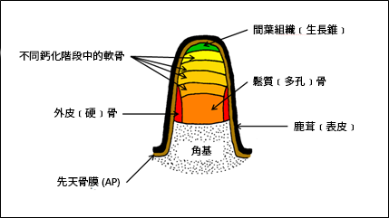 鹿茸的生長階段（角基橫切面）